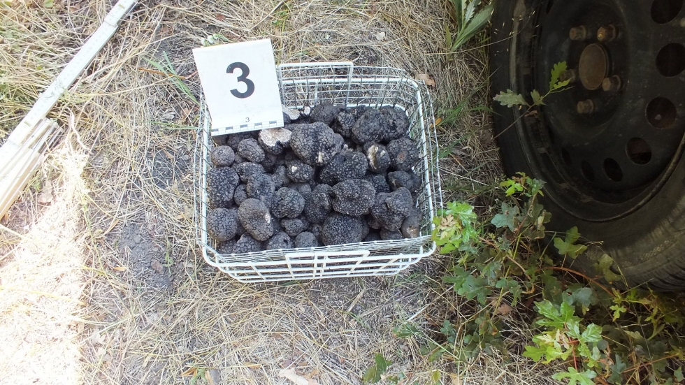 Szarvasgombát gyűjtött engedély nélkül