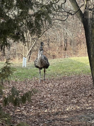 emu