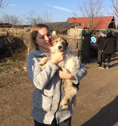 kutya