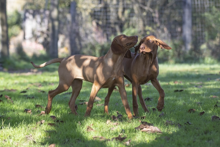 vizsla